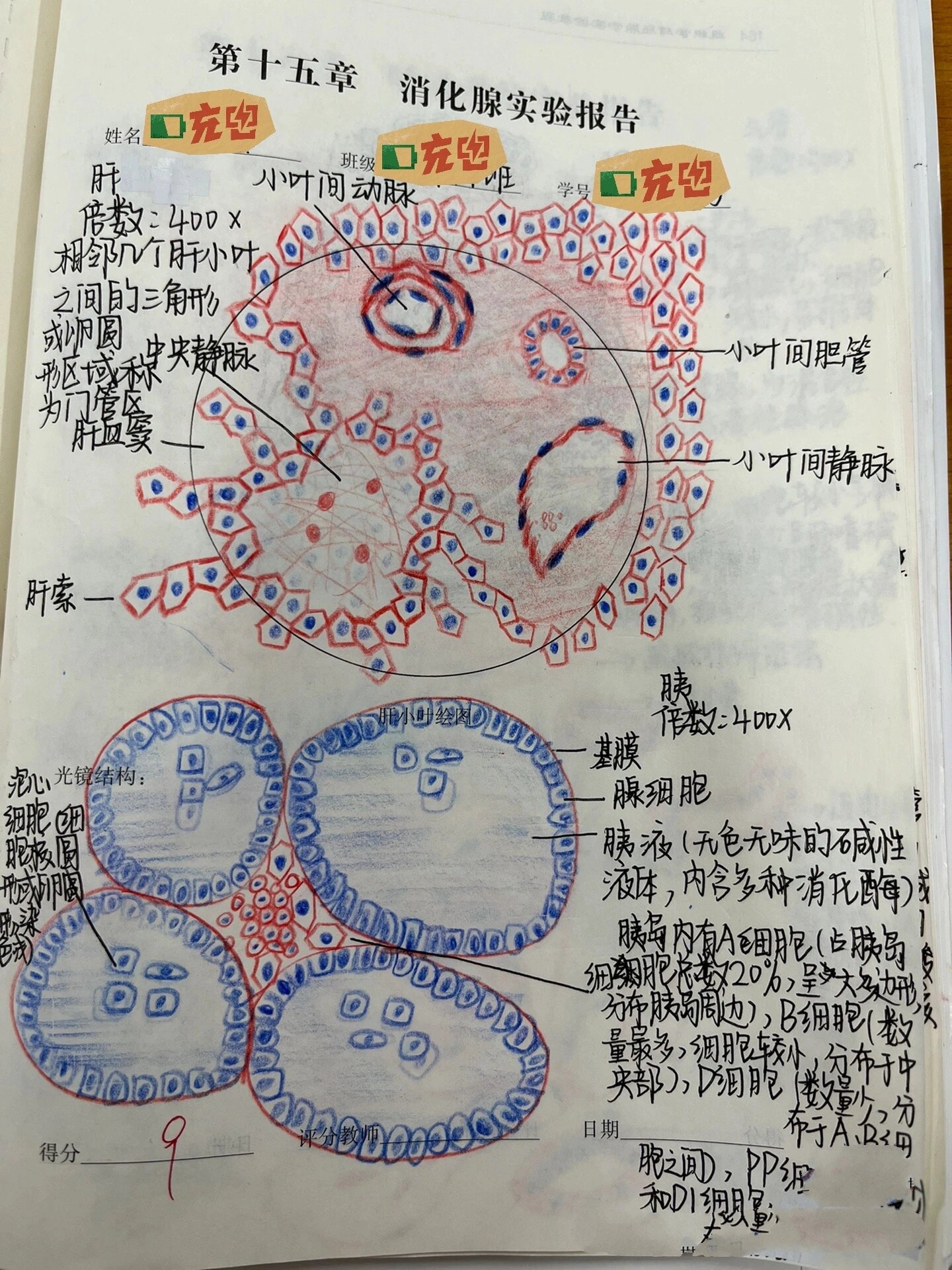 胰腺组胚图片