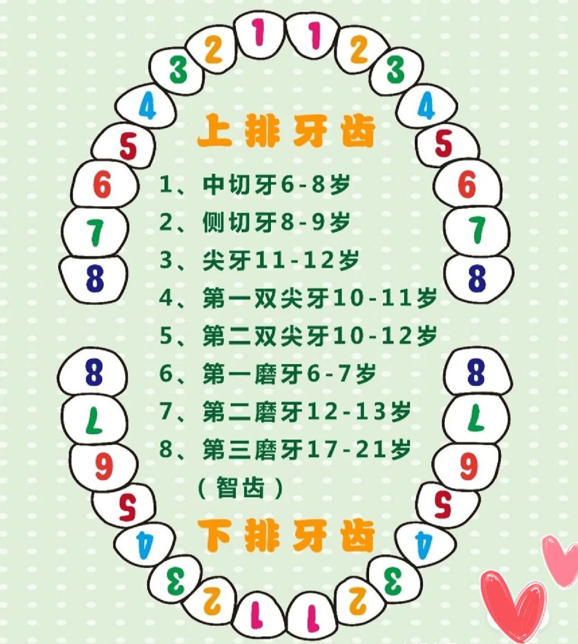 宝贝成长‖六龄齿及之后出的换的牙陪伴一生  六龄齿及之后出的,换的