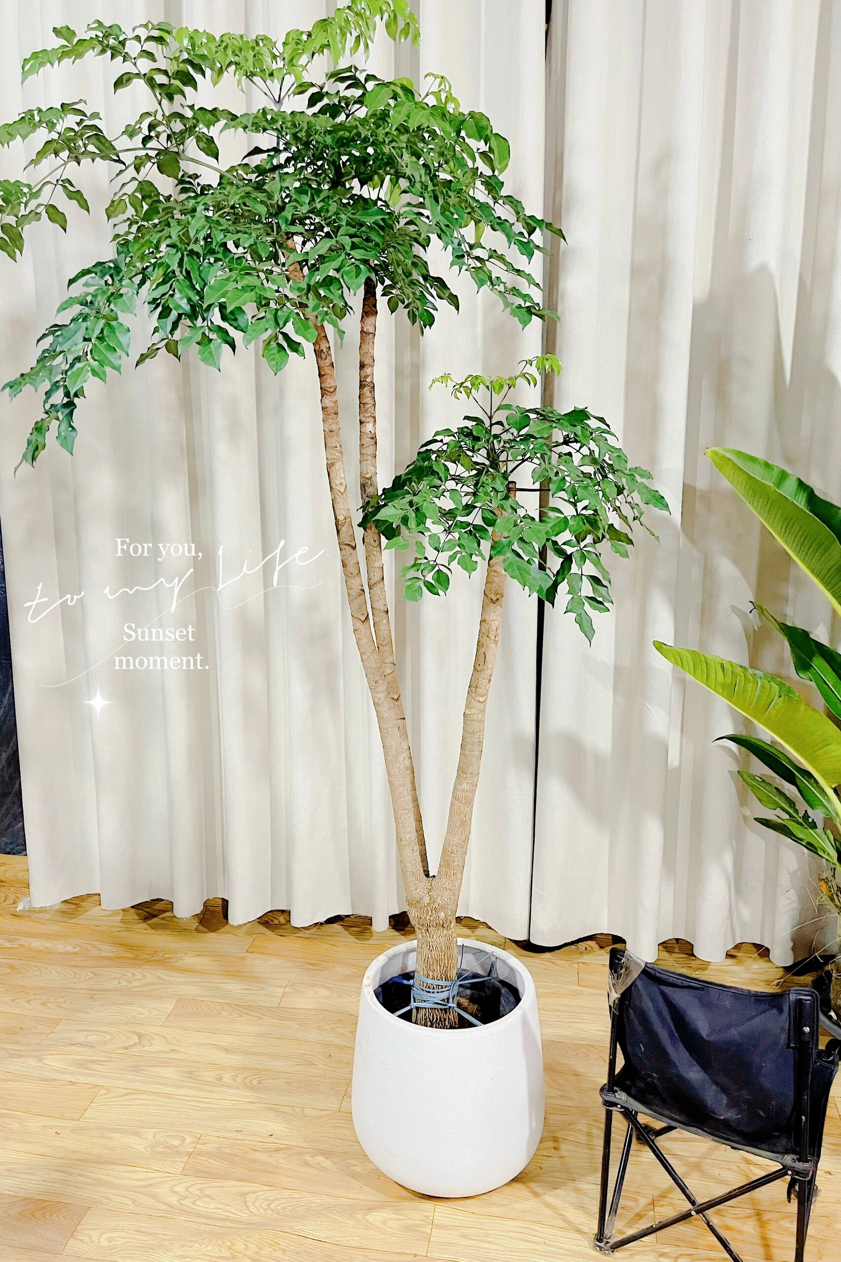 一物一拍榥伞枫幸福树  幌伞枫,耐阴耐旱的室内外绿植 幌伞枫对光线的