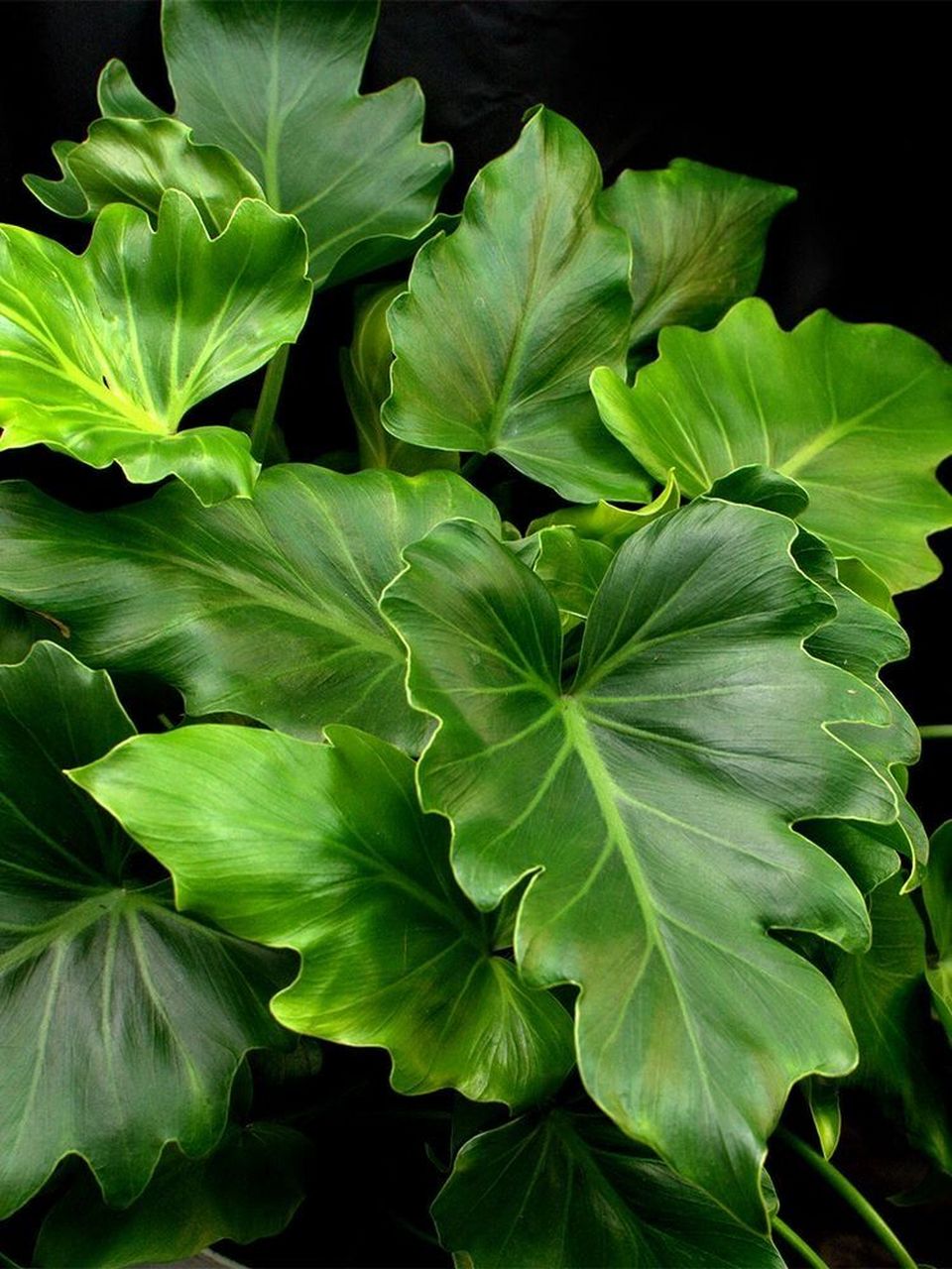 木植百科#春羽# 春羽(学名:philodenron selloum),又名春雨,是天南星