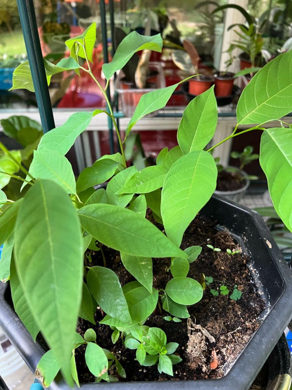 释迦果实生苗 有想领回家的吗?