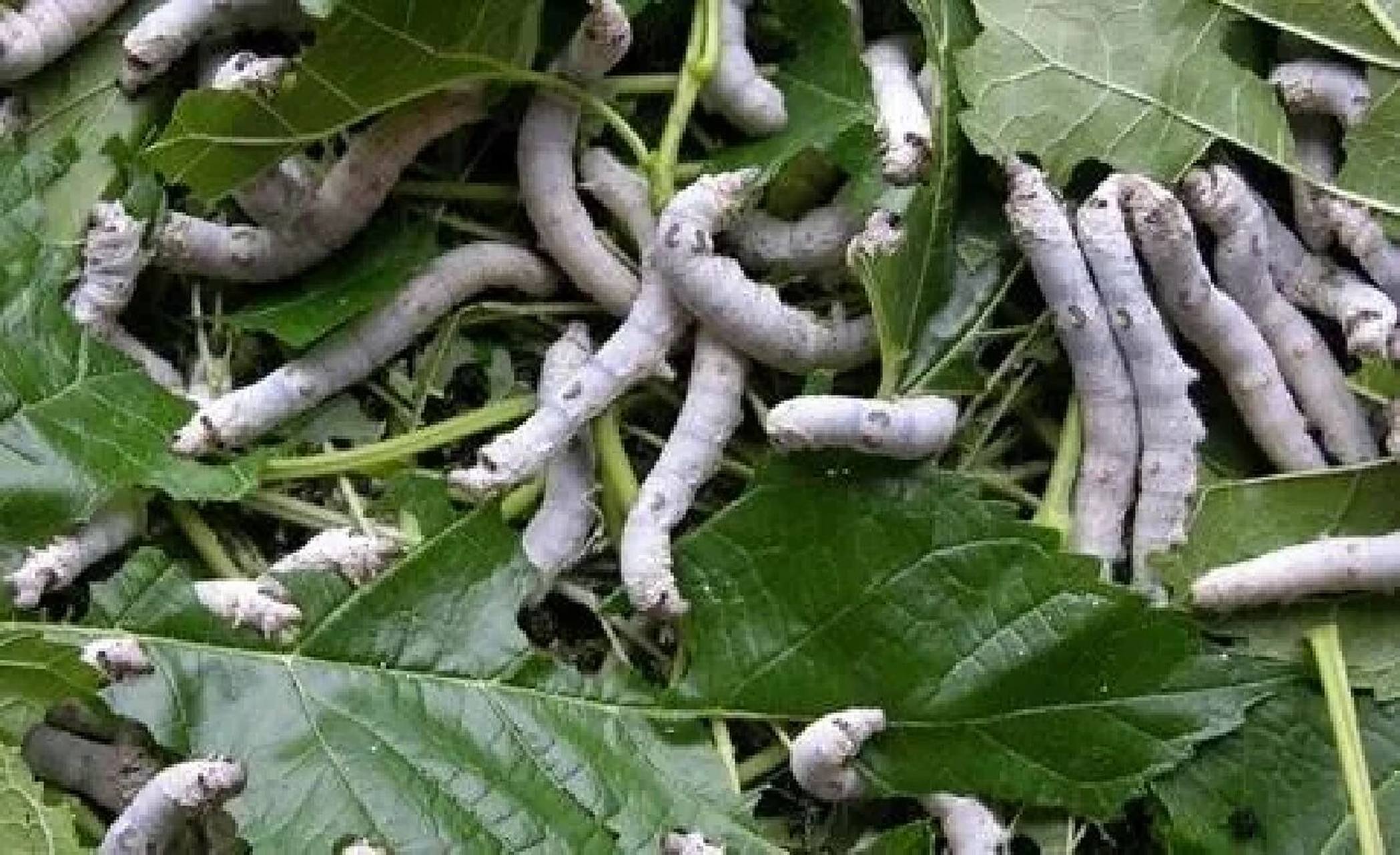 息风止痉药～僵蚕 性味归经// 咸,辛,平.归肝,肺,胃经.