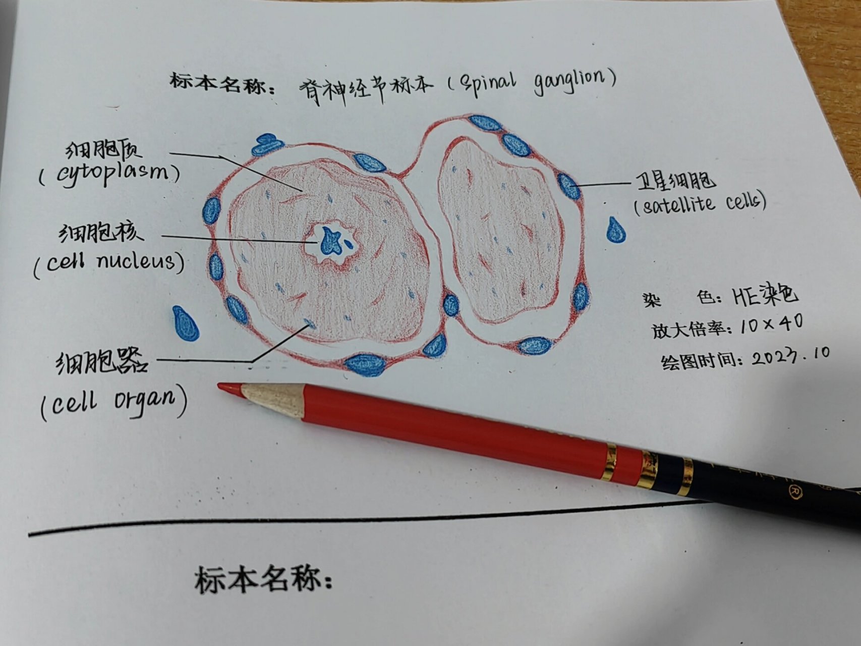 神经细胞结构图手绘图图片