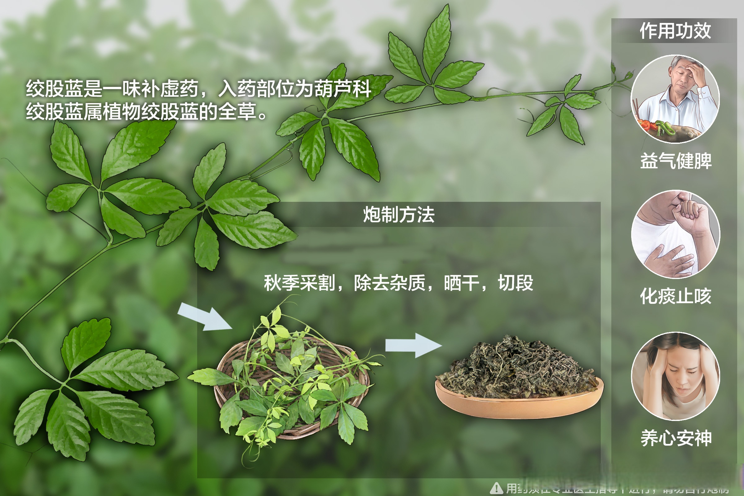 甘香子片药图片