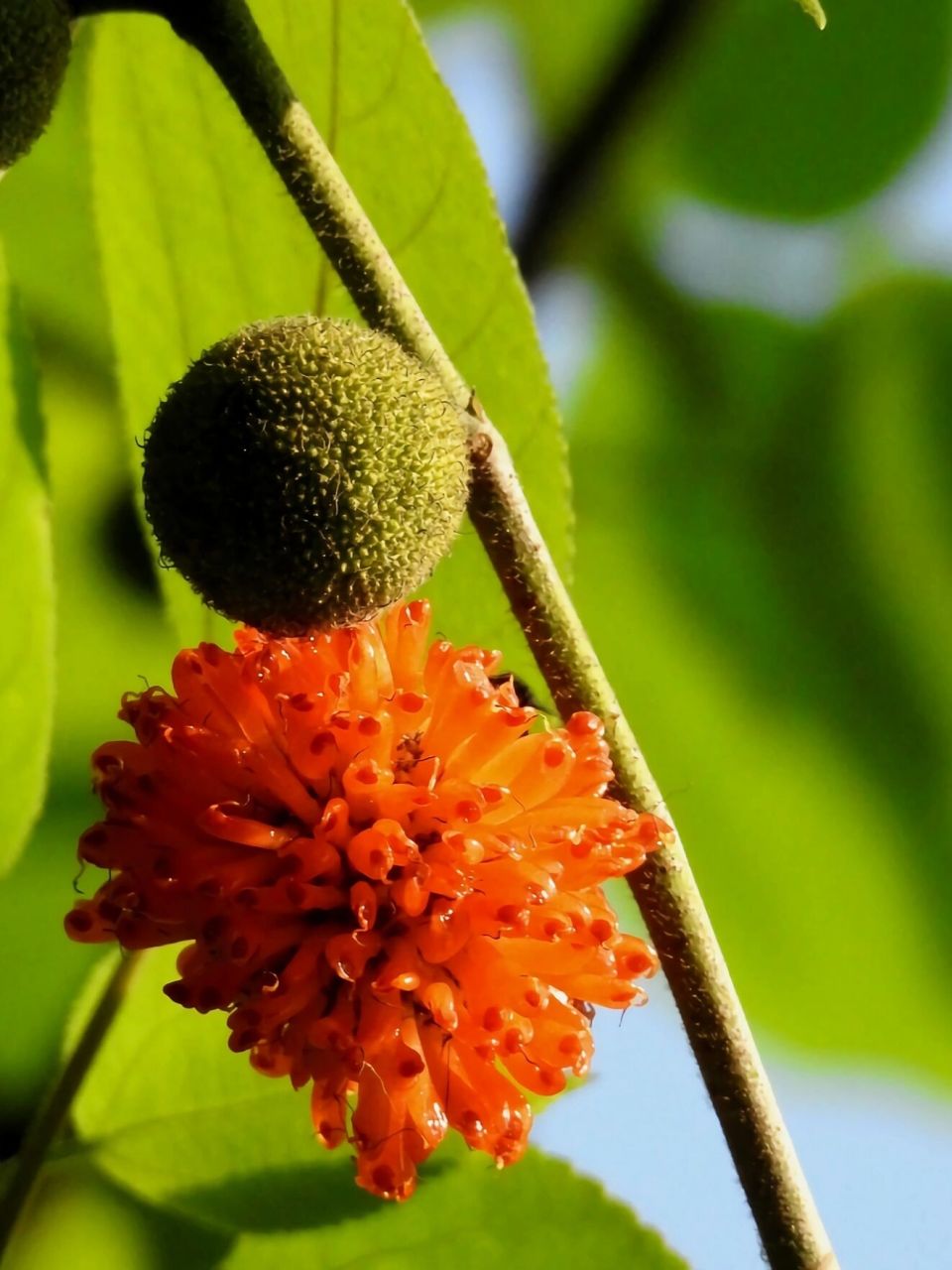 构树果原来能吃!