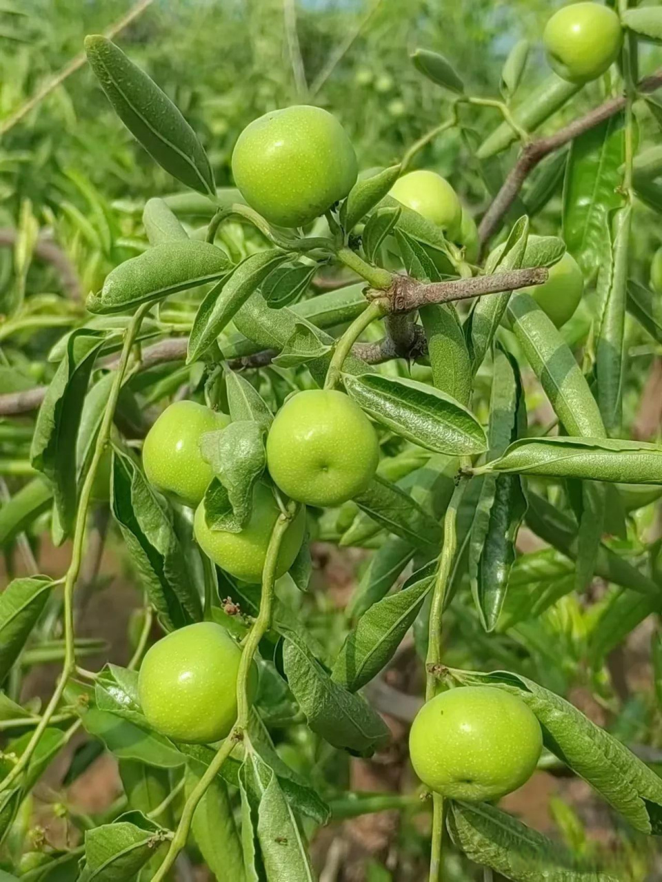 45天的龙蟠冬枣,翠绿圆润,十分诱人.摄于山西省临猗县庙上乡薛家庄村