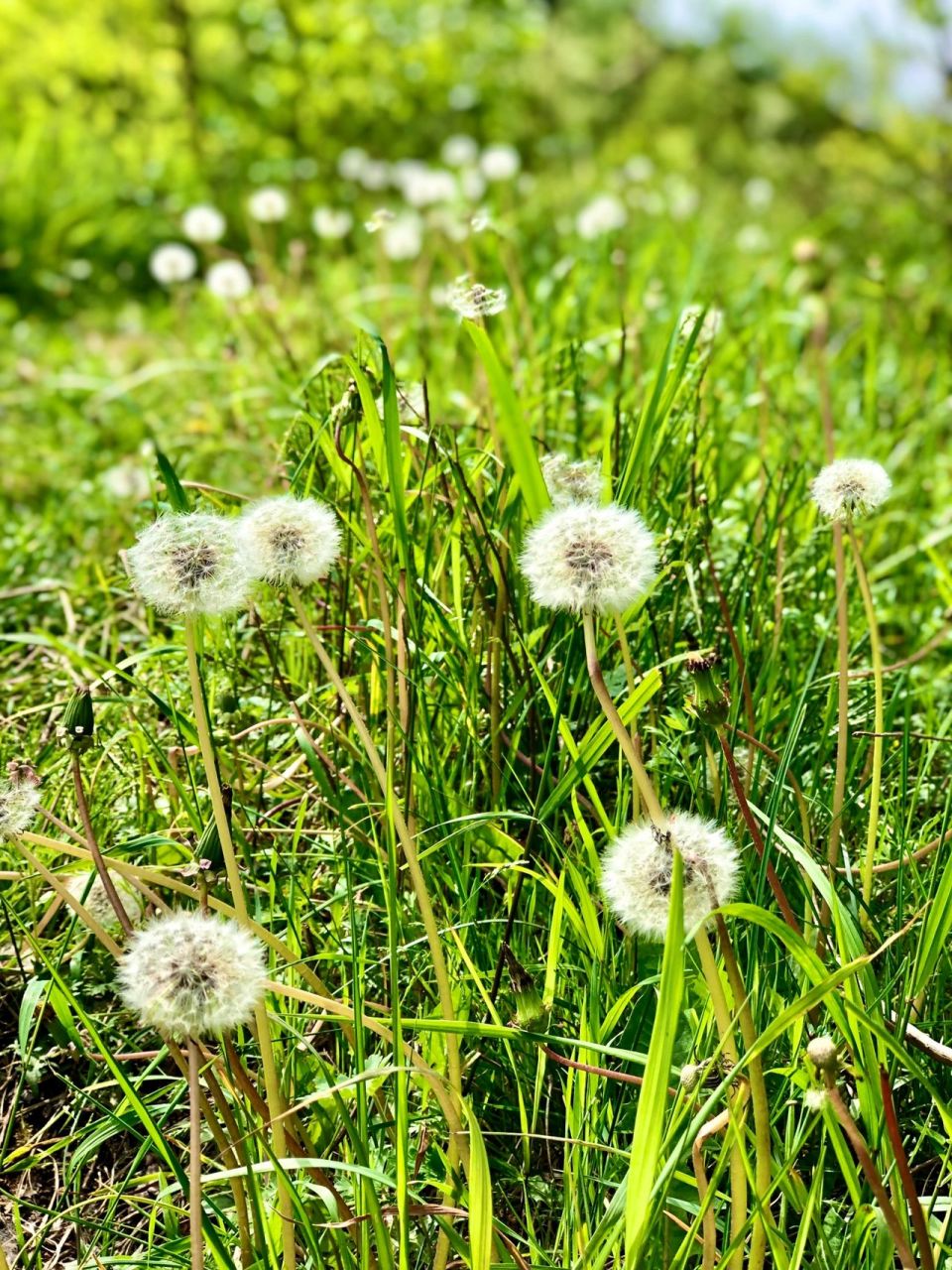 蒲公英开花图片