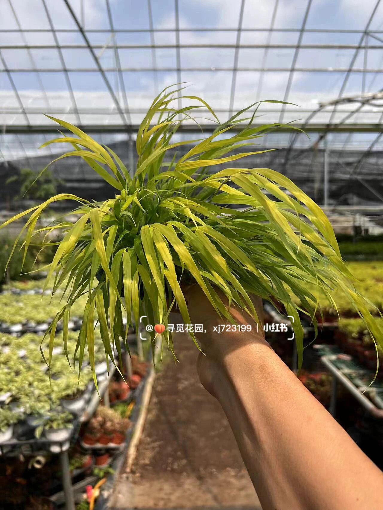 金叶箱根草盆栽云南昆明绿植花卉基地养护