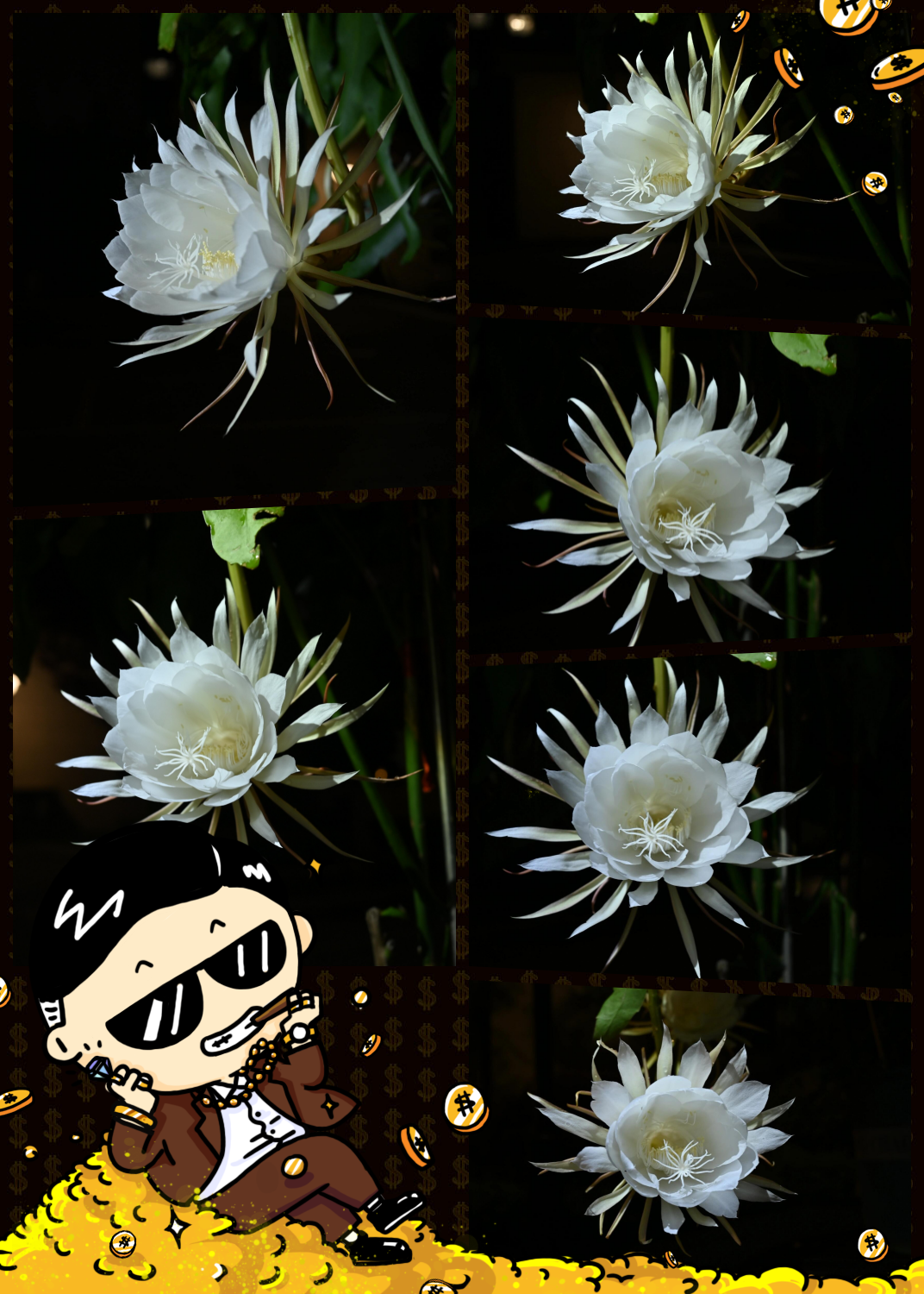 昙花一现的现的含义,昙花一现的现表示什么意思