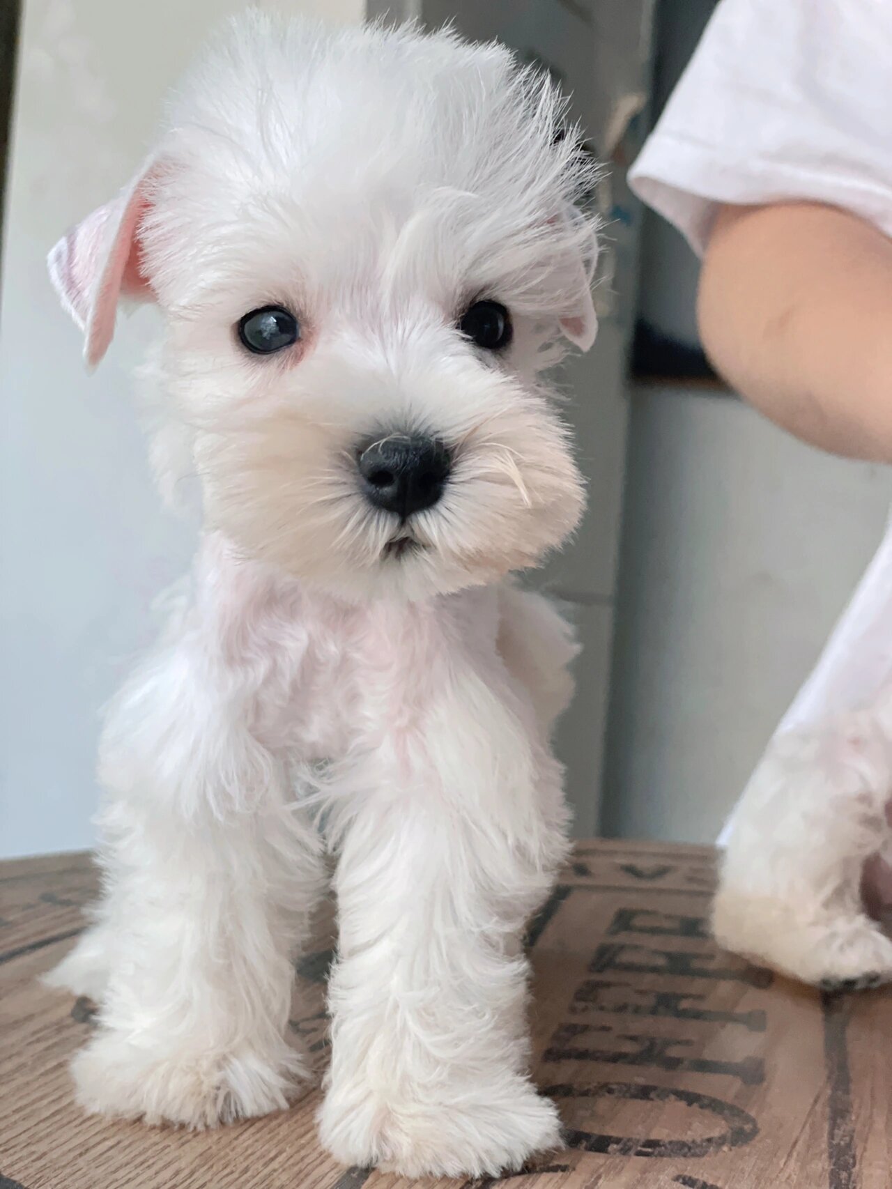 纯白小体雪纳瑞宝宝,太萌了!