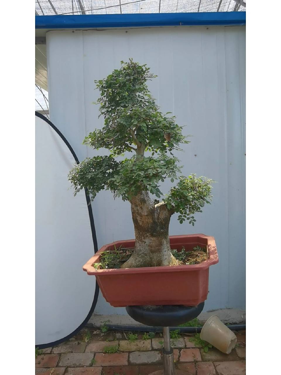 对节白蜡 盆景之王