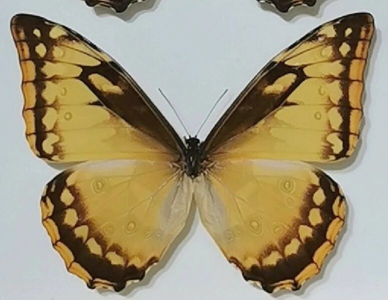 闪蝶) morpho cypris & morpho helena  这两种蝴蝶的颜色可以说可以
