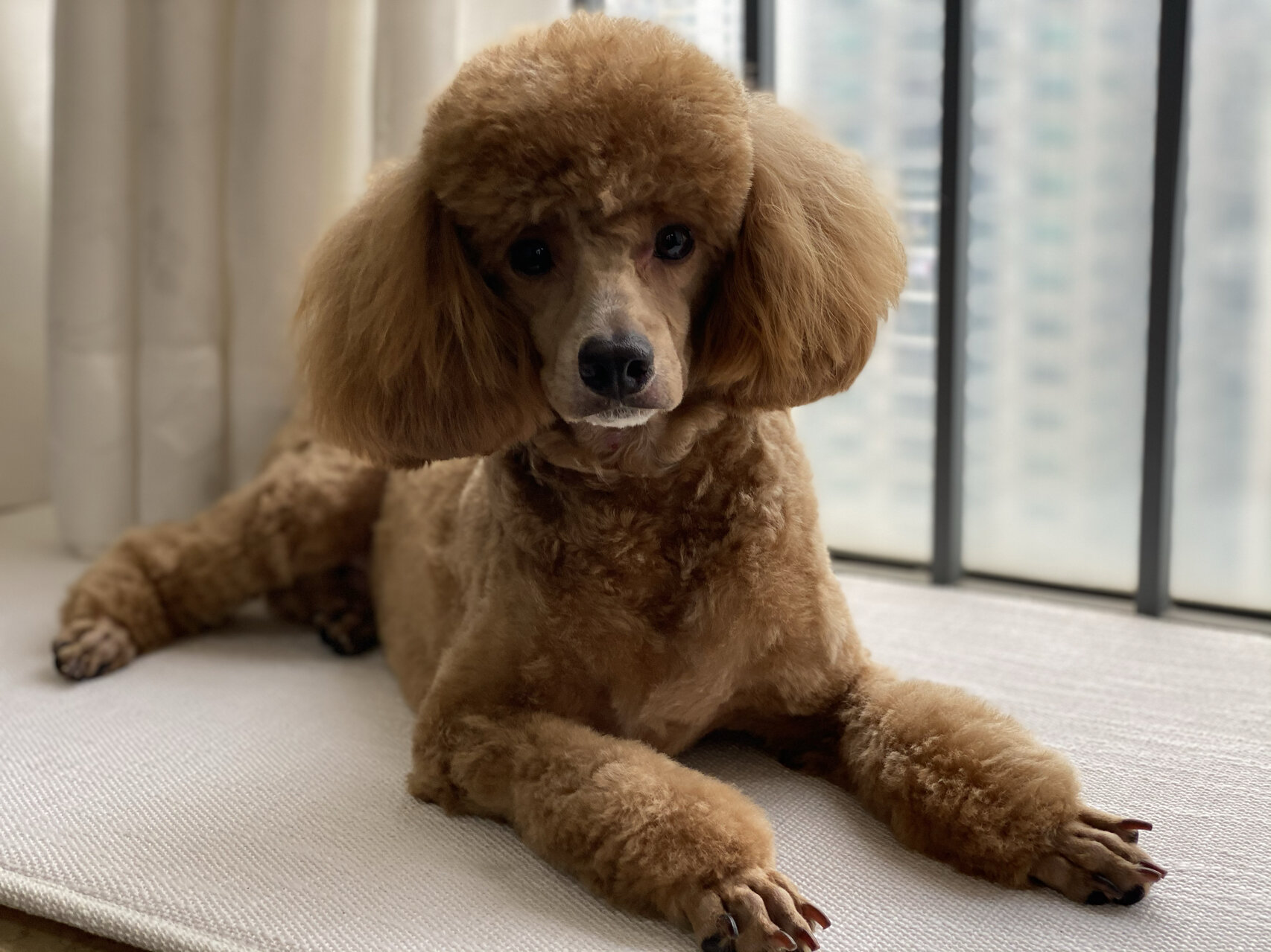 贵宾造型(流浪狗逆袭