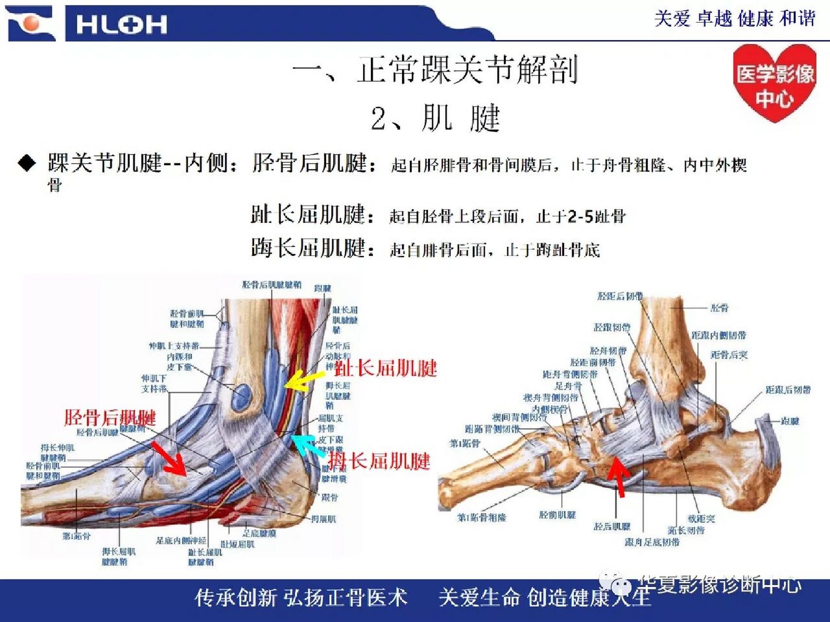 脚踝内侧解剖图图片