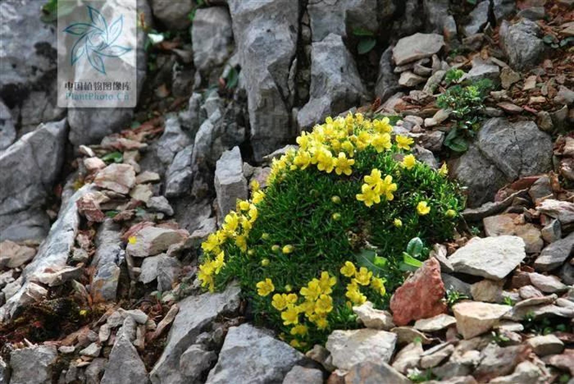 高山流石滩植物图片