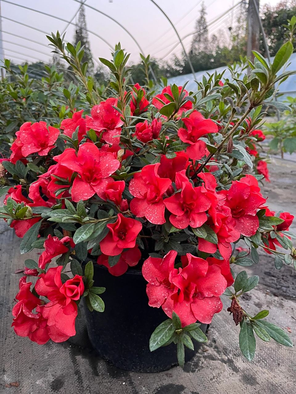 余烬～安酷杜鹃 美呆了～秋花,秋天表现超棒