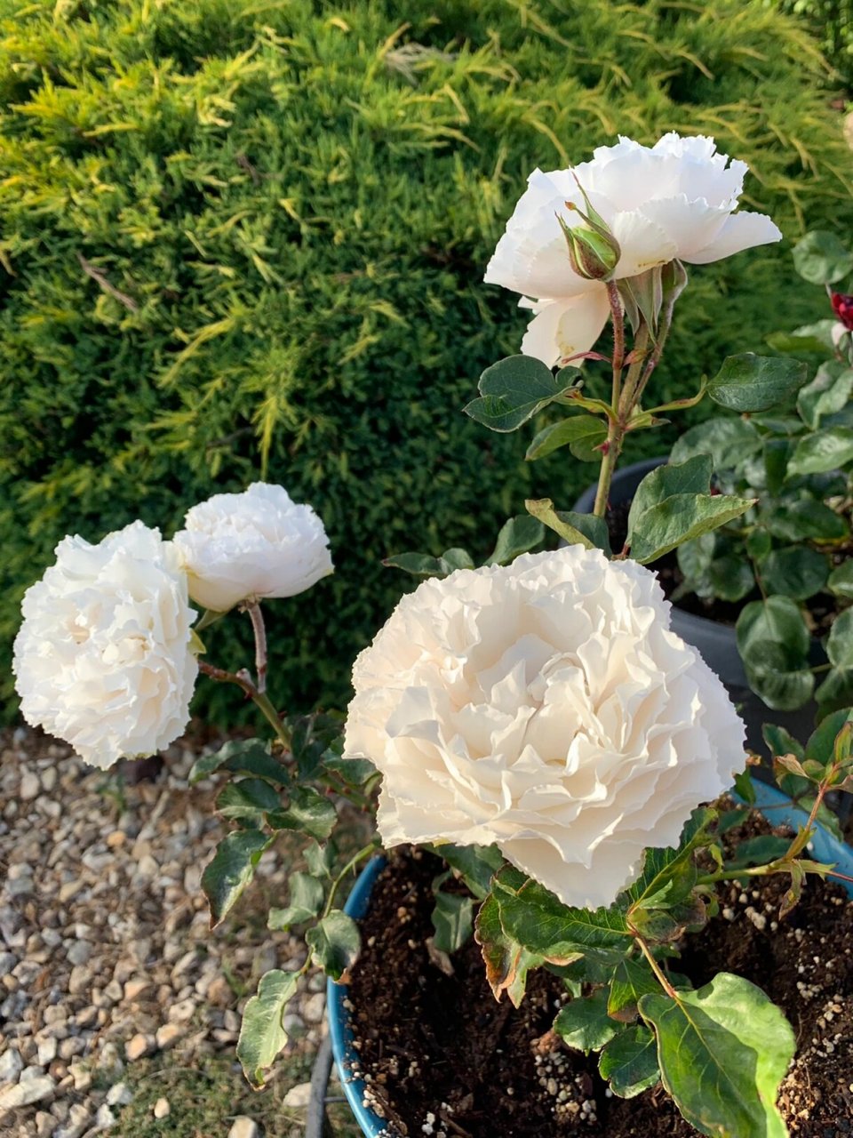 伊芙白雪公主月季白雪姬 伊芙白雪公主/白雪姬月季,雪白颜色配上褶皱