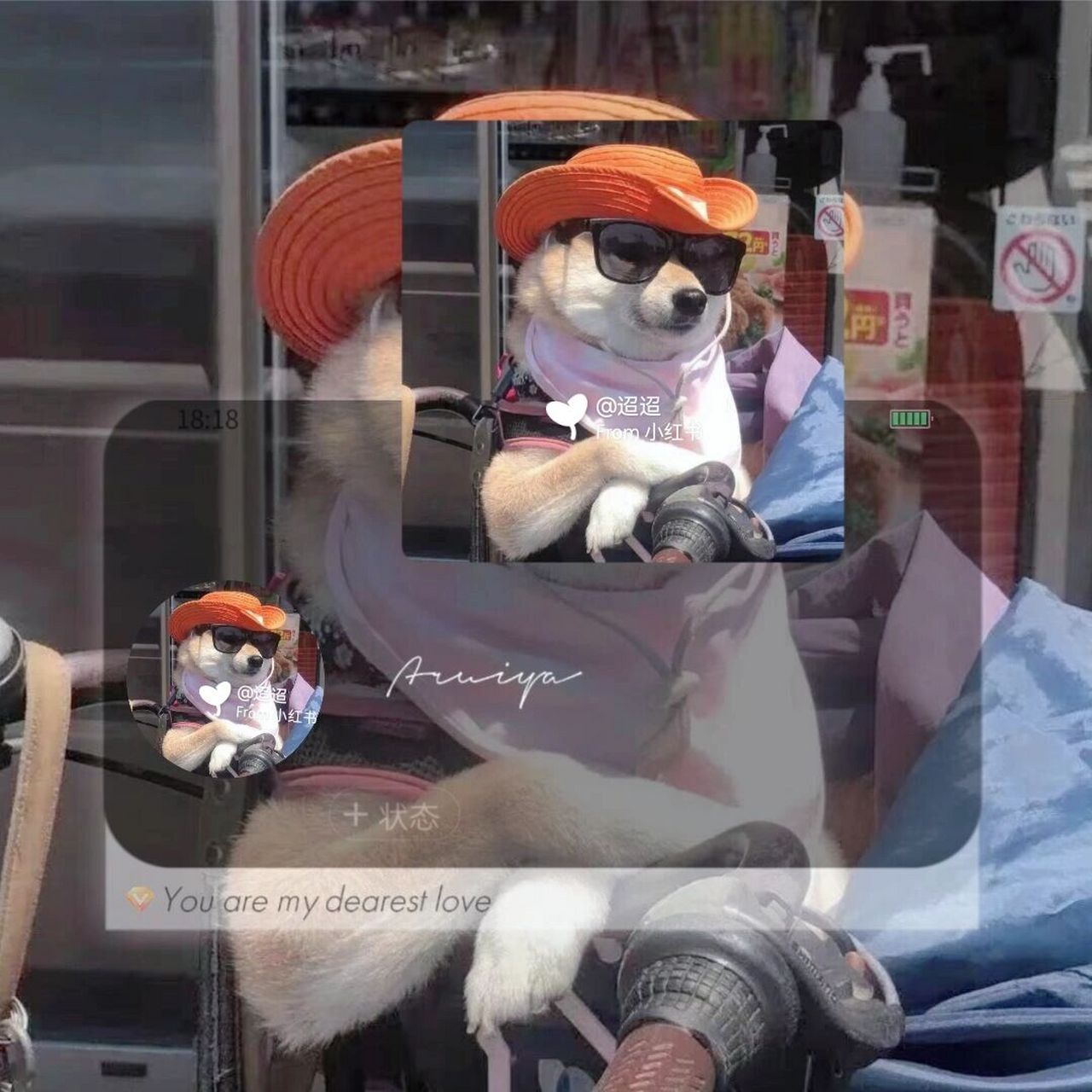 4七夕墨镜牛仔小狗柴犬酷酷帅狗高傲头像  狗狗头像 8.