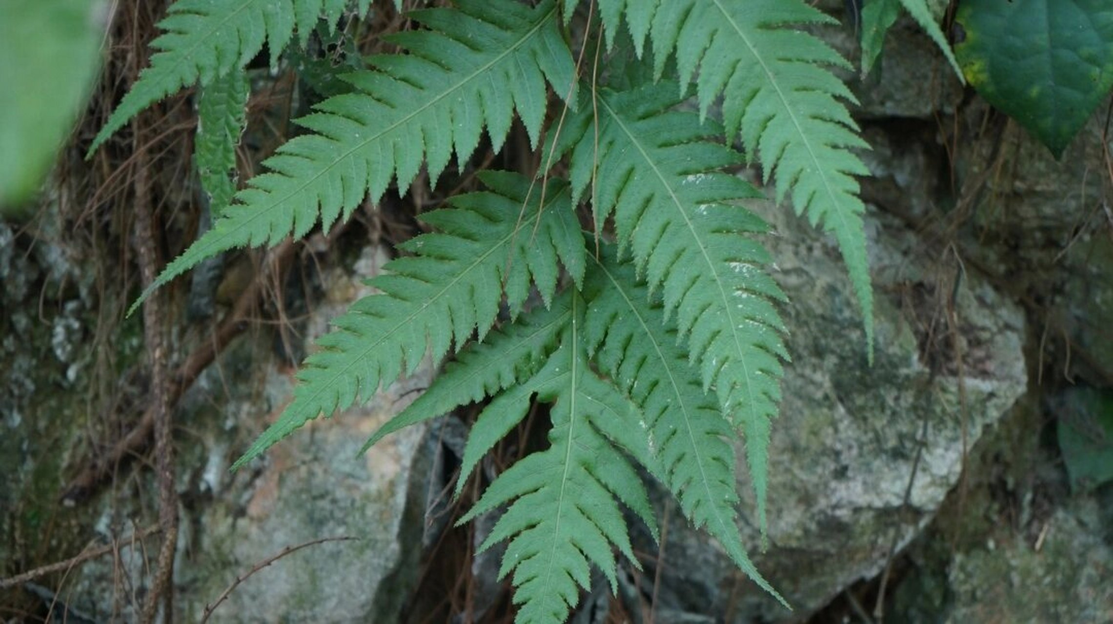 每天学习一味中药~~狗脊 狗脊又名: 金毛狗脊,猴毛头,金狗脊 性味归经