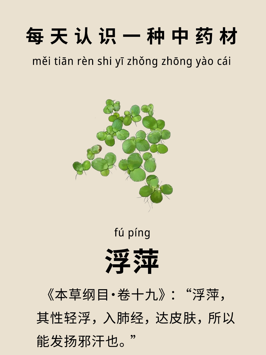 每天认识一种中药材−浮萍 🍃浮萍是一味解表药,为浮萍科植物紫萍