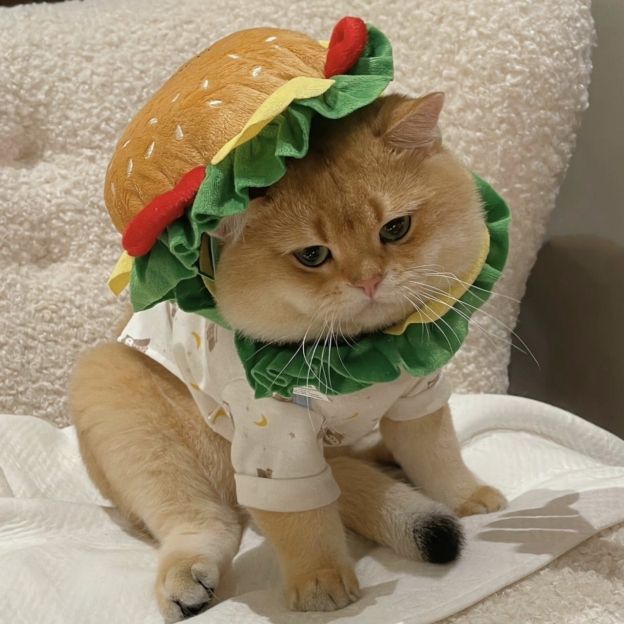 可爱搞怪猫咪头像 接下来的日子把开心拽在手里全力以赴的生活吧