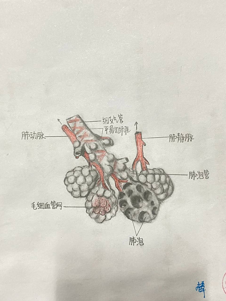 肺,肺泡的解剖手绘图