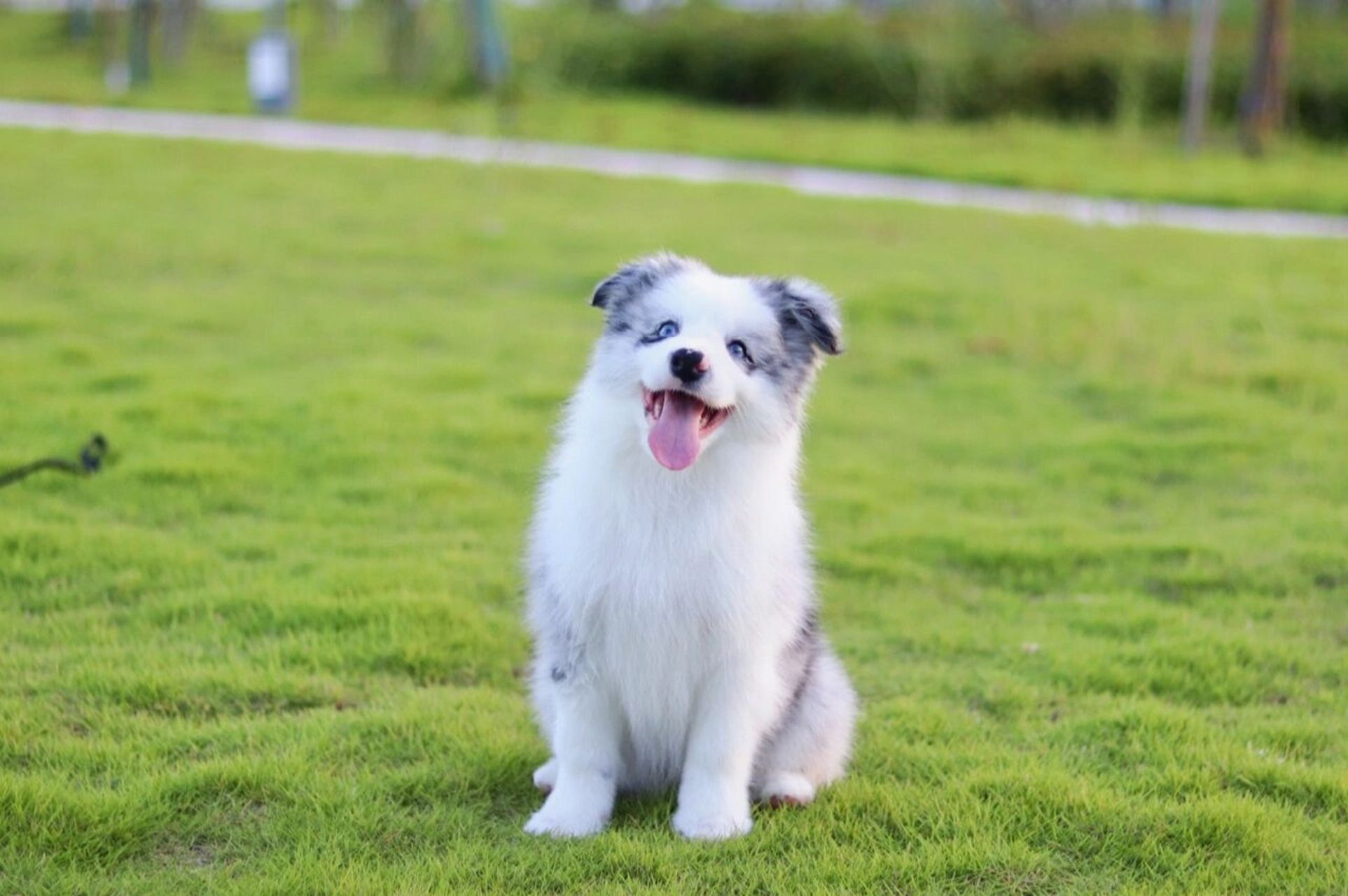 超顶级华丽的陨石边牧joe|逸隅边牧 两个半月蓝陨石妹妹joe 拥有全