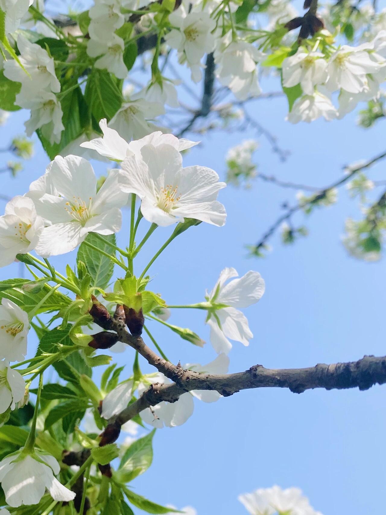 开在"夏天"的樱花 大岛樱开啦~~ 白色和绿色的组合太美了美了美了美了