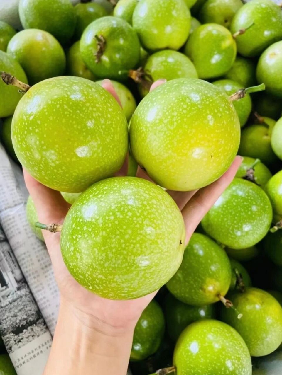 你要的正宗钦蜜9号黄金百香果 在这儿! 快来吃,每日新鲜采摘