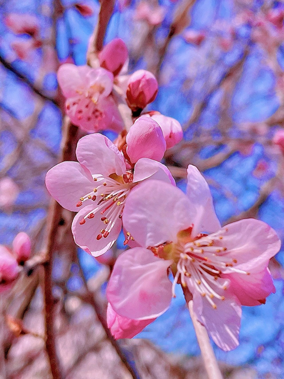奥森北园桃花进入最美的时节|教你如何拍照 天气回温,周末山桃花迎来