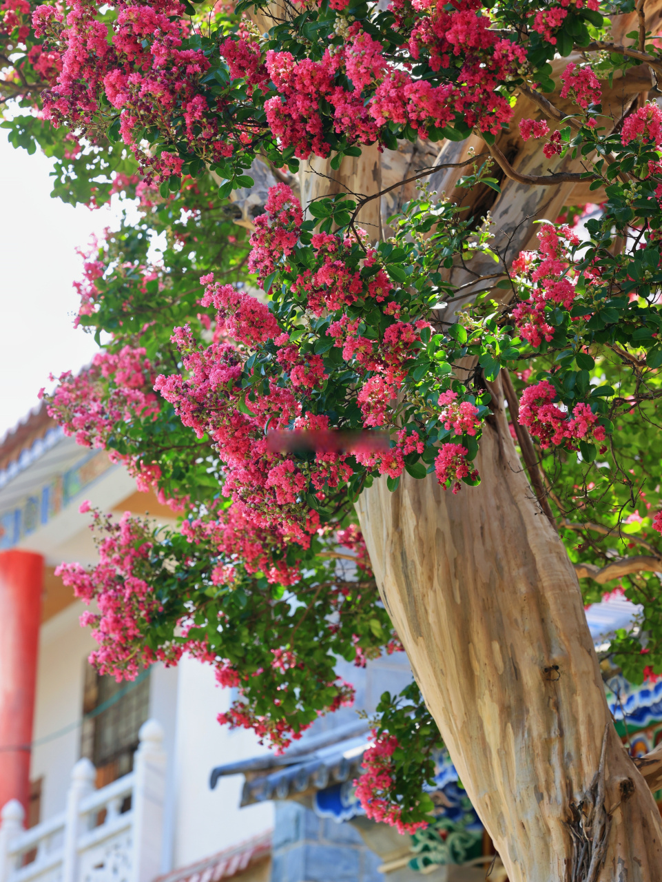 紫薇花寓意着好运.