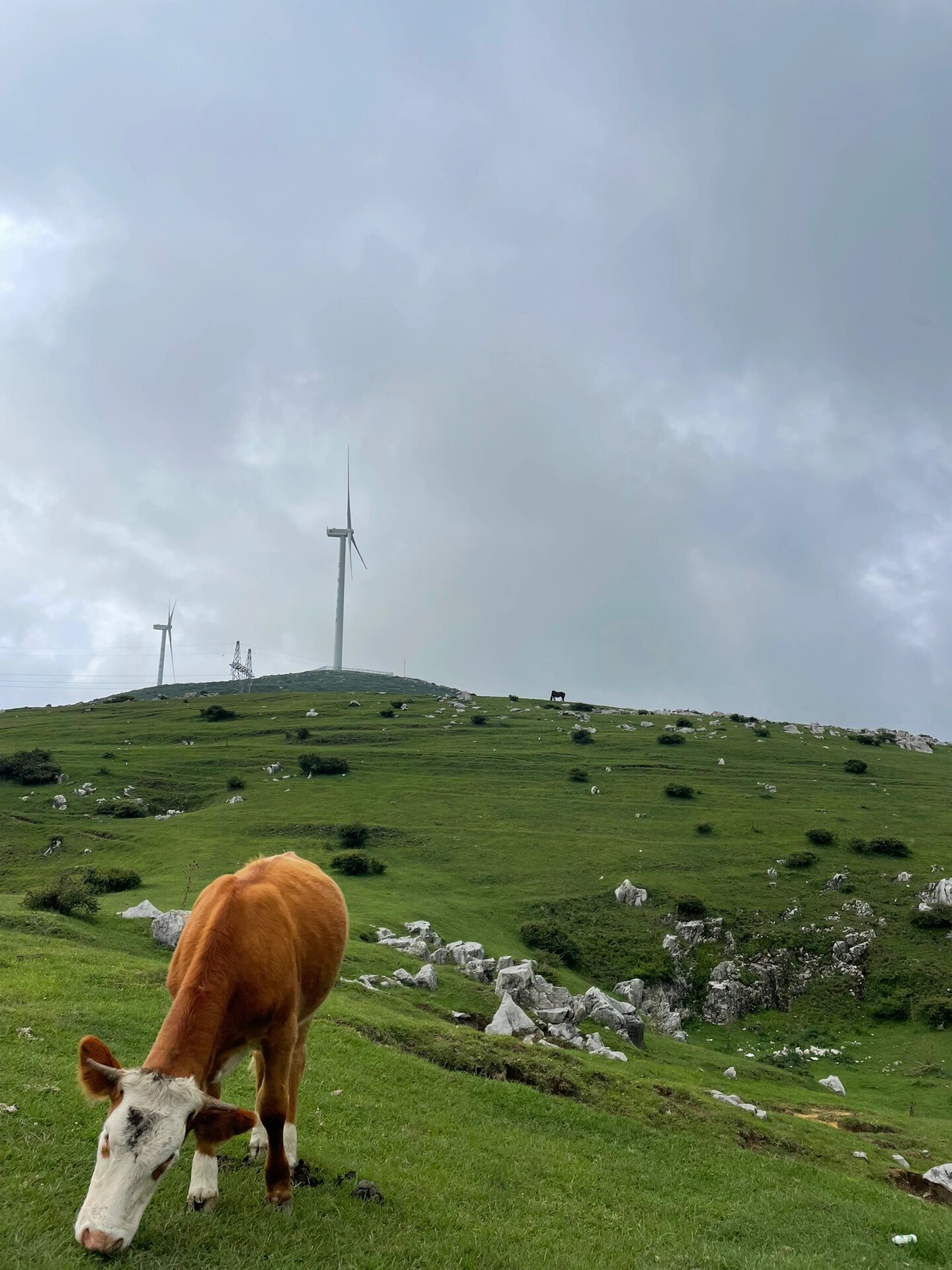 贵州威宁百草坪风景区图片