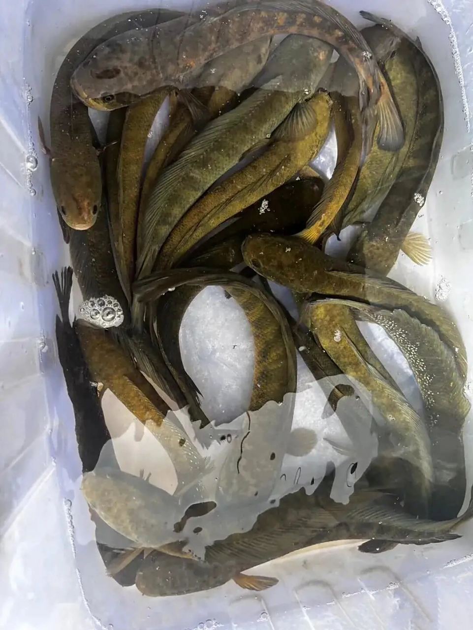 野生七星鱼10斤子