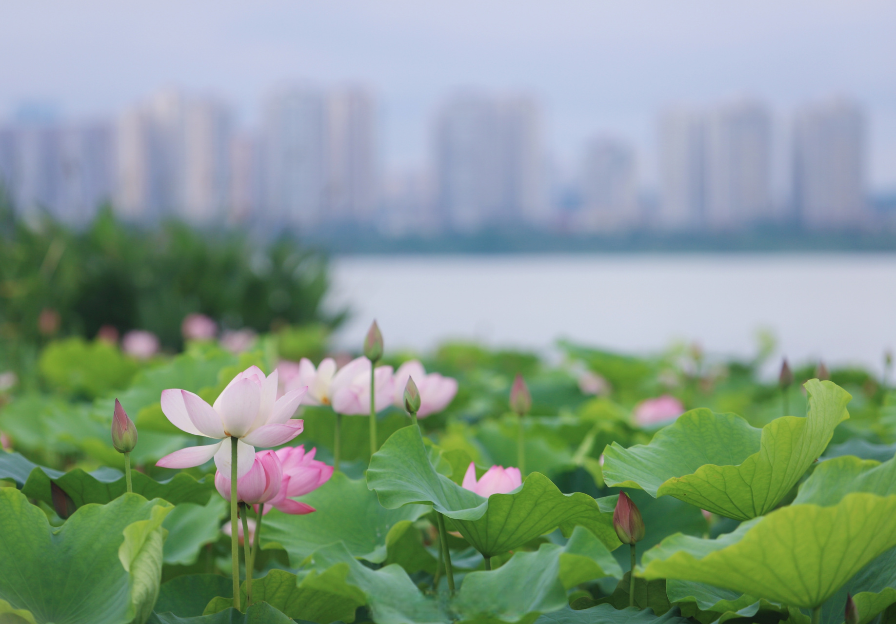 遂宁圣莲岛荷花正翩翩盛开.
