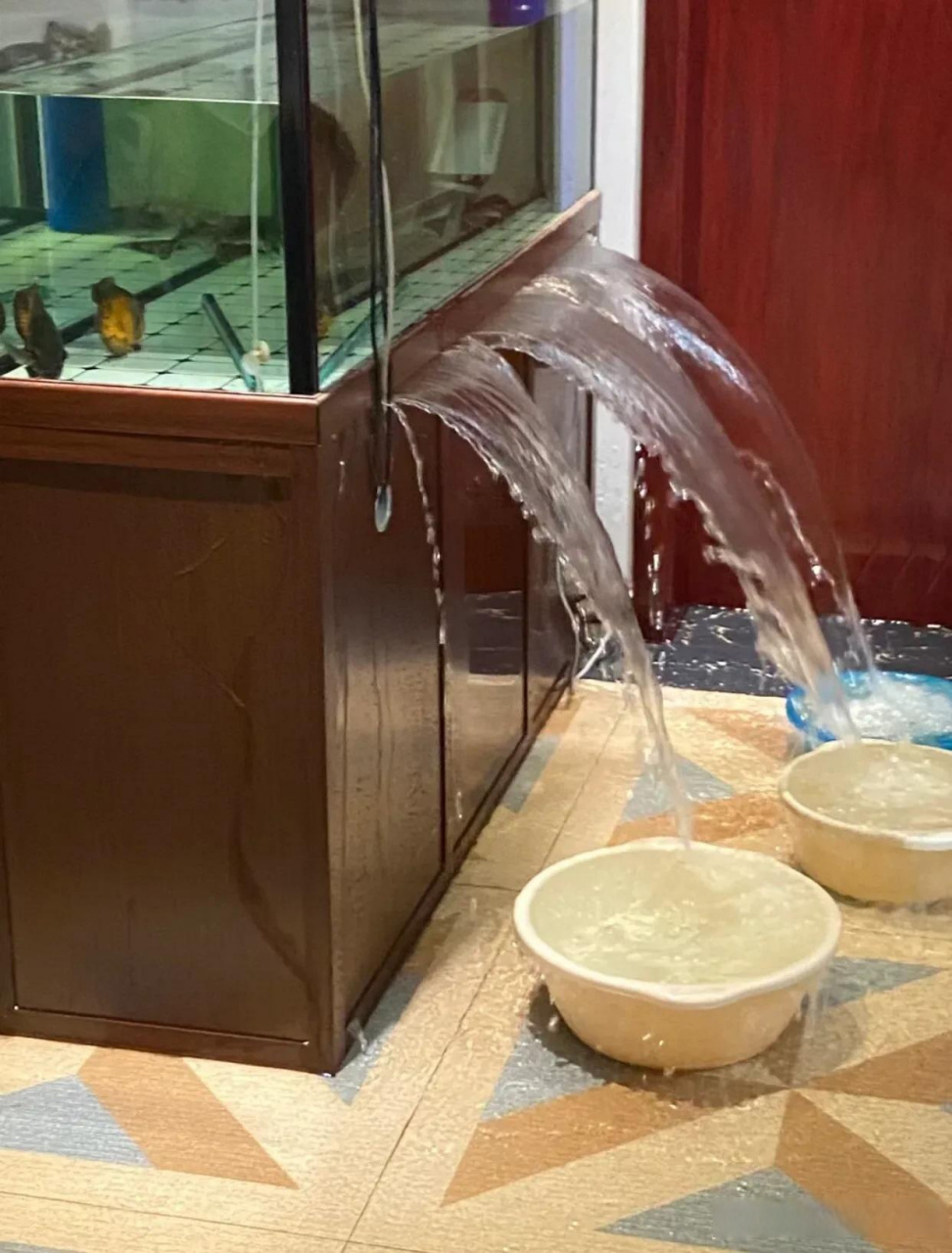价值13999元的高端鱼缸竟是热心邻居赠送!养鱼生活惊喜启航!
