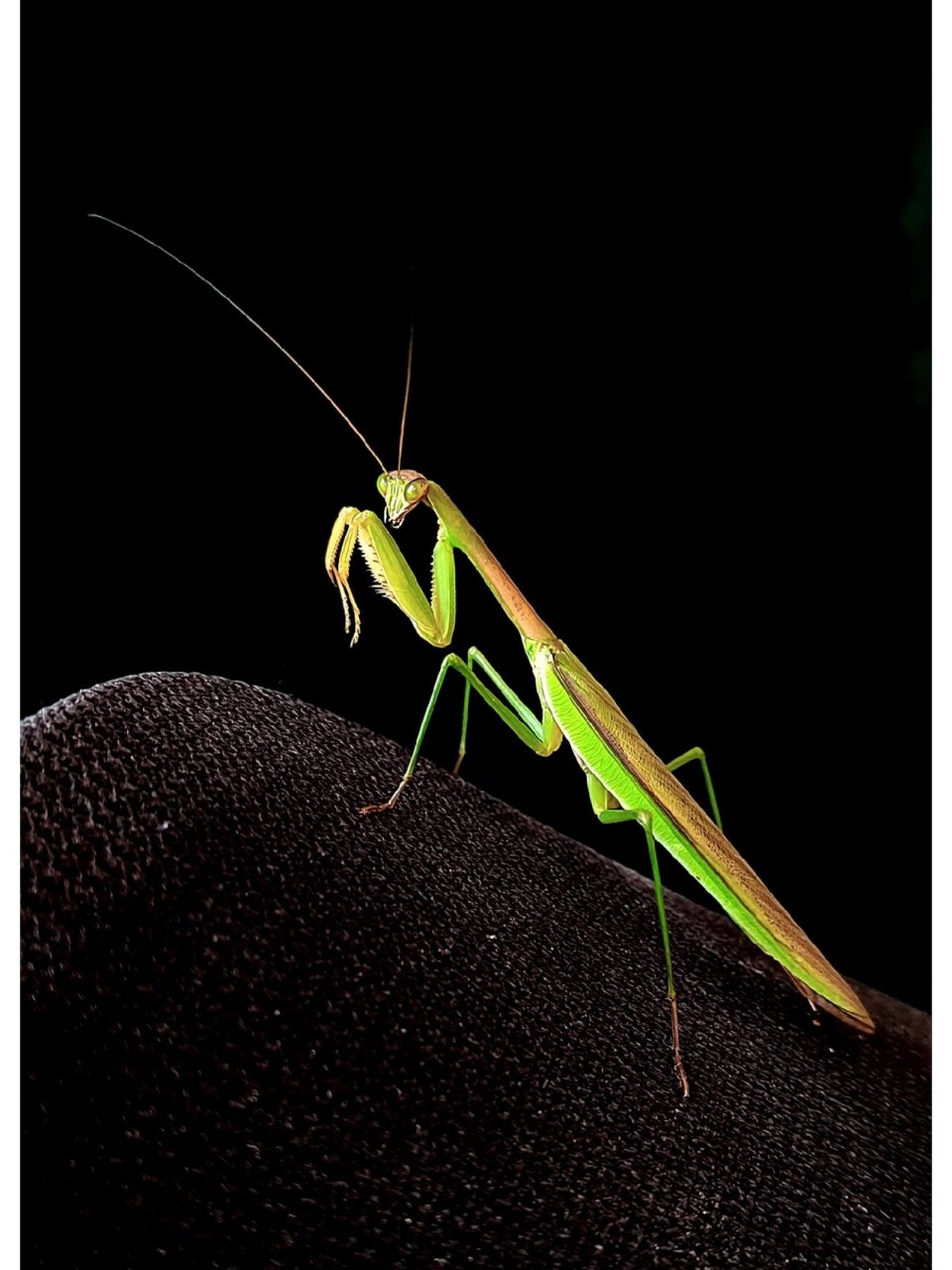 中华刀螳 十一国庆特辑  先祝祖国母亲生日快乐 中华刀螳,中国螳螂之