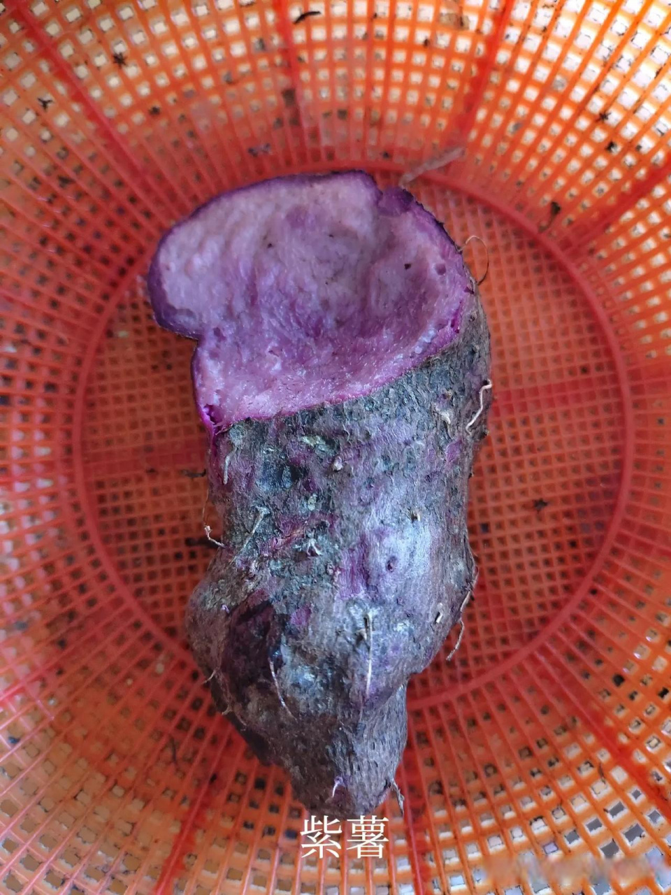 不一会儿,就挖了好多紫薯做午餐.我家里的紫薯很好吃,它又有营养!