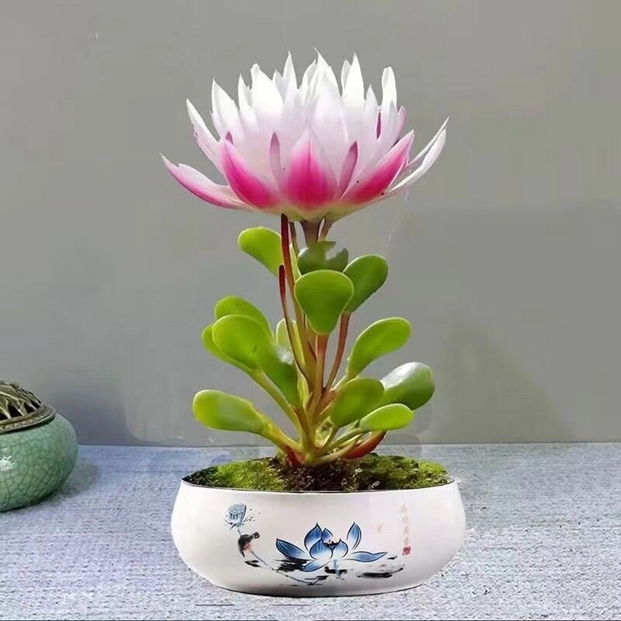 光照:福寿莲适应性很强,可以在较强的光线下生长,也可以在较弱的光线