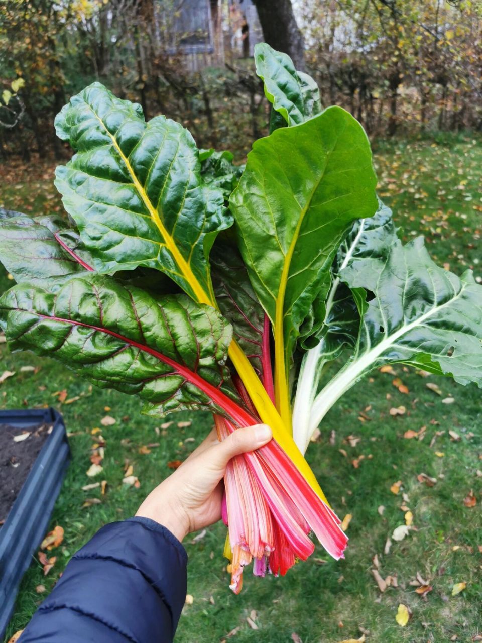 瑞士甜菜的22种吃法 瑞士甜菜原产于欧洲,国内有的地方叫做莙荙菜,猪