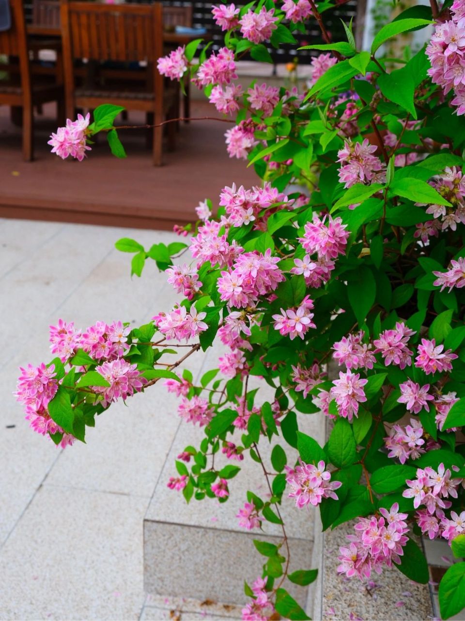 溲疏"草莓田" 粉色溲疏"草莓田"被誉为溲疏里最好的品种之一 虎耳草科