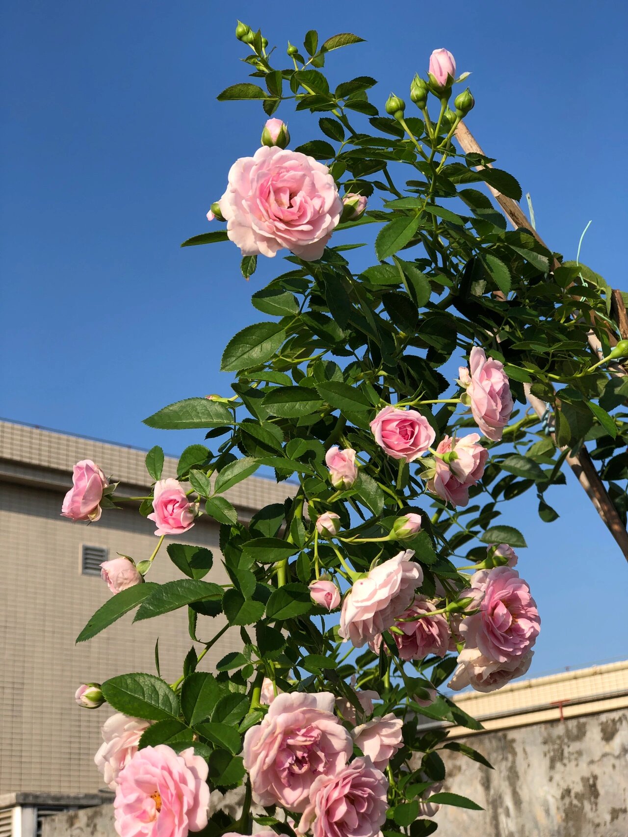 两广优秀月季推荐～独杆海洋之心3个半月爆花 这棵海洋之心月季6月