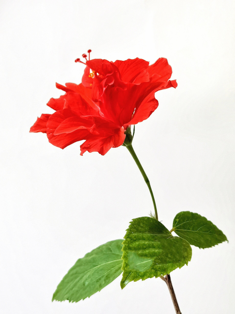 绘画素材240:木槿花(大红花) 彩临摹