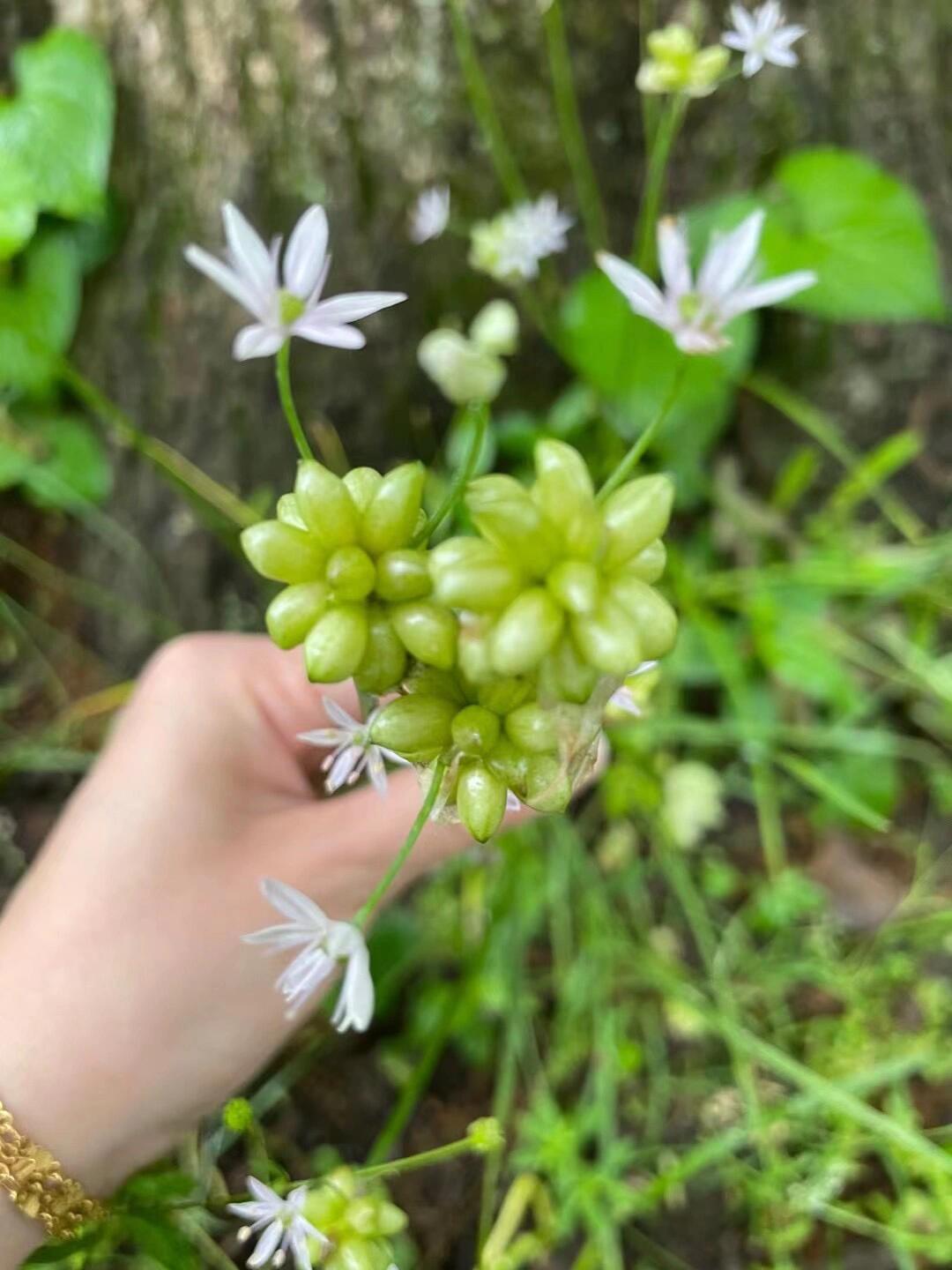 美国中部版野韭菜和野葱