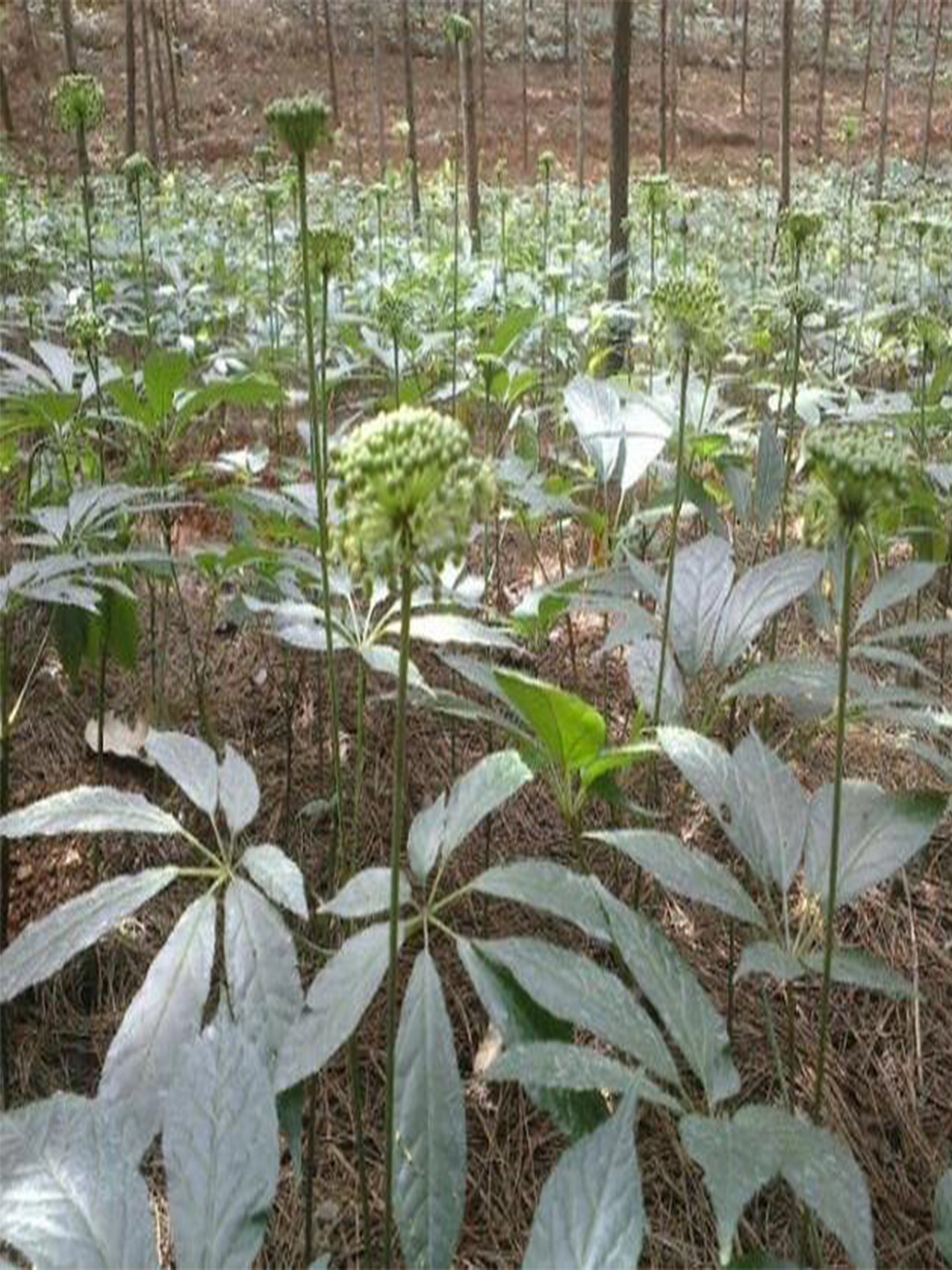 三七图片植物图片