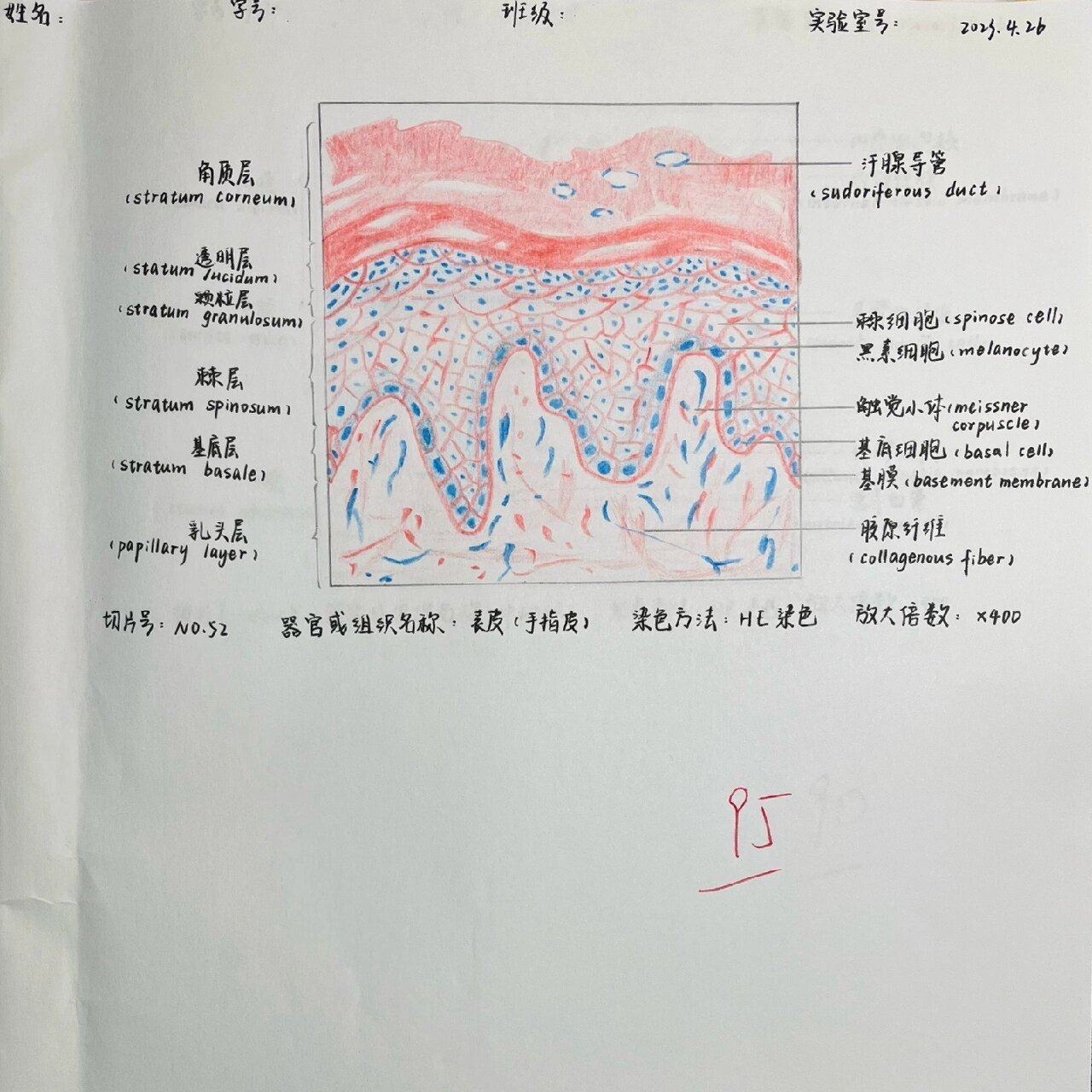 组胚|表皮(手指皮)红蓝铅笔绘图