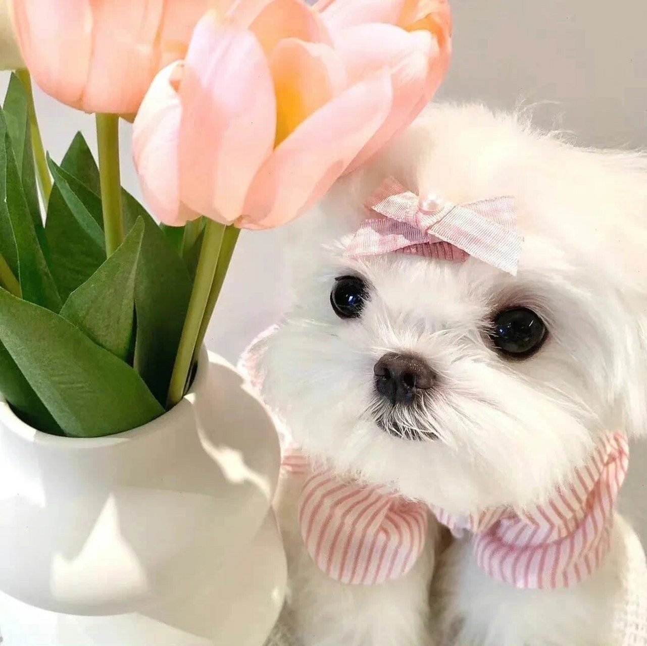 小狗头像|犬系萌宠95动物头像(一)