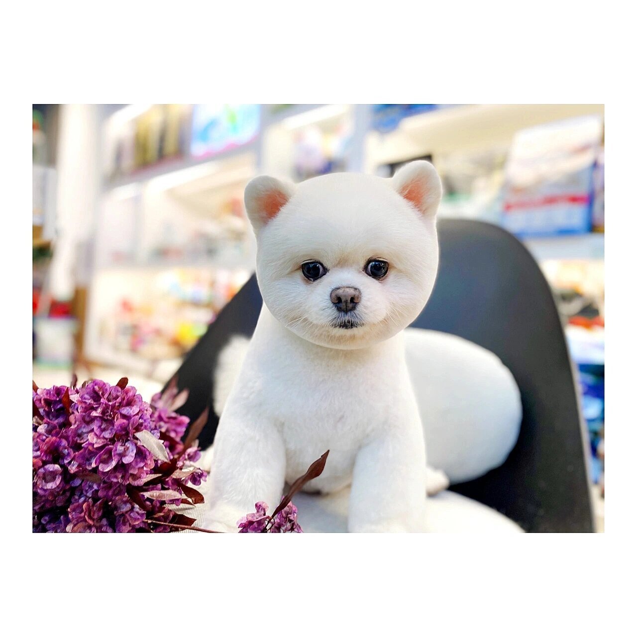 99登场毛孩|肥肠粉 上爆火的博美俊杰造型!