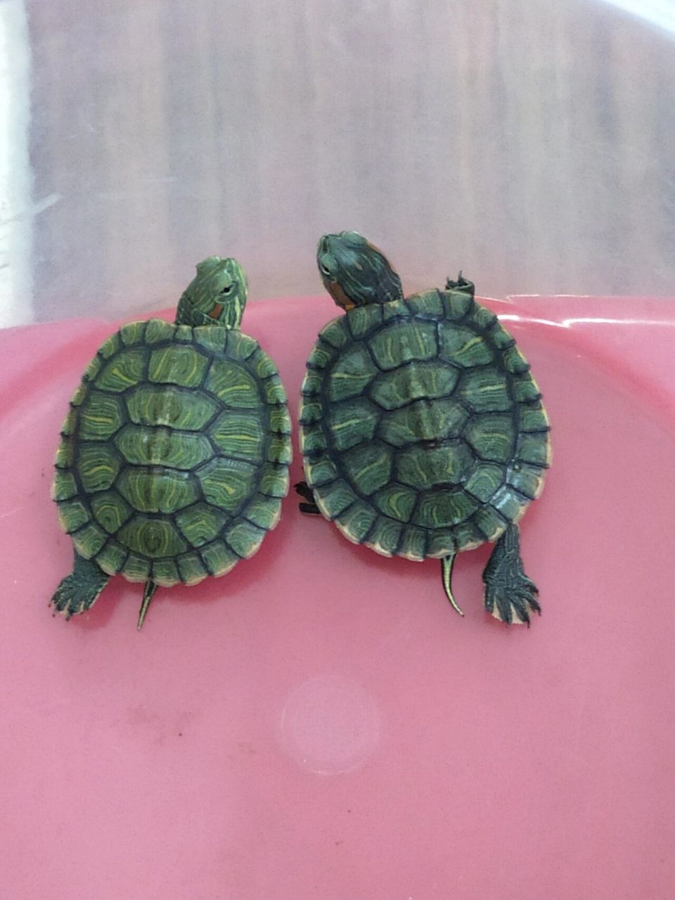 巴西龟背上长白点,这个方法真的好用91 前段时间我家皮皮98身上