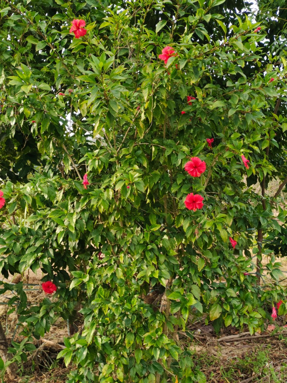 91别名:扶桑,赤槿,佛桑,红木槿,桑槿,大红花,状元红 91花期:全年