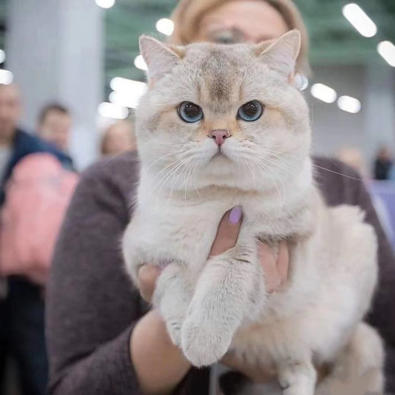 蓝金渐层77金渐层生出来一窝啥?